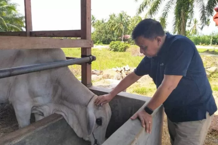 26 Ekor Sapi Kurban Muslim M Yatim Disebar untuk Sumbar